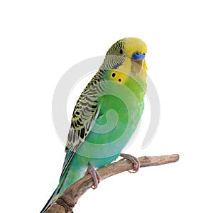 Beautiful parrot perched on branch against white background. Exotic pet