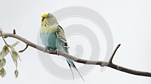 Beautiful parrot perched on branch against white background. Exotic pet.