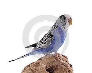 Beautiful parrot perched on wood against white background. Exotic pet