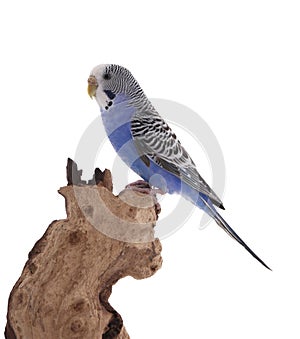 Beautiful parrot perched on wood against white background. Exotic pet