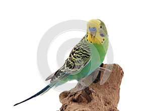 Beautiful parrot perched on wood against white background. Exotic pet