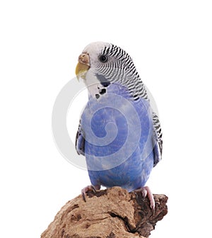 Beautiful parrot perched on wood against white background. Exotic pet