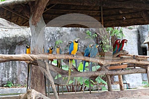 The beautiful parrot, red-blue-yellow macaw, birds sitting on the branch.