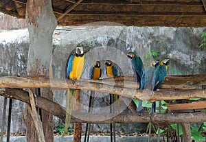 The beautiful parrot, red-blue-yellow macaw, birds sitting on the branch.