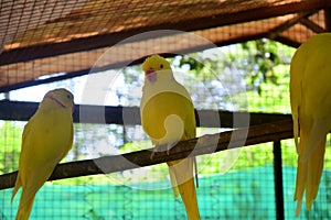 Beautiful parrots click