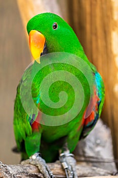 Beautiful parrots with green hairs And yellow-orange mouth Is sticking on the branches