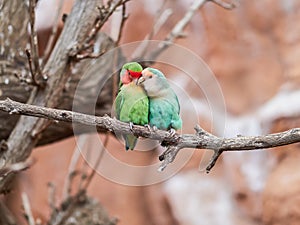 Beautiful parrots in zoo at Loro Park Loro Parque, Tenerife, Canary Islands, Spain photo