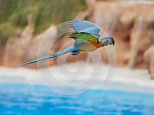 Beautiful parrots in zoo at Loro Park Loro Parque, Tenerife, Canary Islands, Spain photo