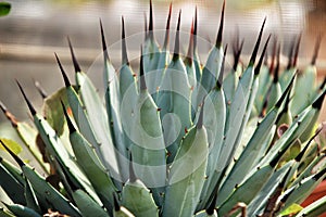 Beautiful Parry Agave in the garden