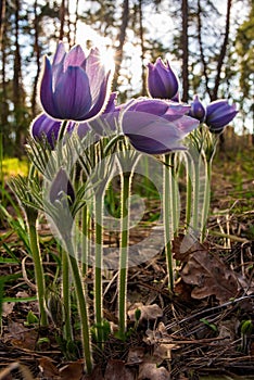 Beautiful pasque or anemone wild flowers in spring forest during sunset