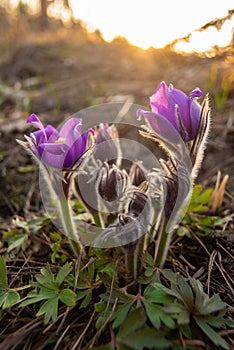 Beautiful pasque or anemone wild flowers in spring forest during sunset