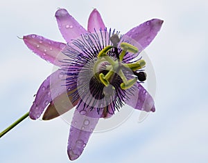 Beautiful passiflora