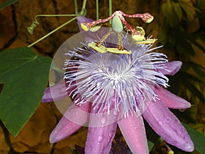 Beautiful passion flower (passiflora)