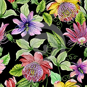 Beautiful passion flowers passiflora on climbing twigs with leaves and tendrils on black background. Seamless floral pattern