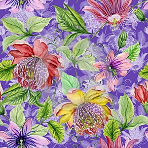 Beautiful passion flowers passiflora on climbing twigs with leaves and tendrils on purple background. Seamless floral pattern.