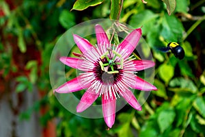 Beautiful passion fruit flower or Passiflora Passifloraceae.