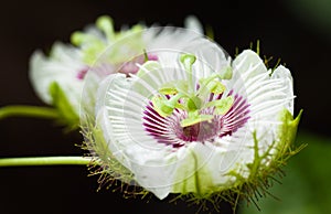 Beautiful passion fruit flowers