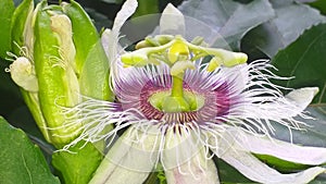 Beautiful passion fruit flowers - macro photo