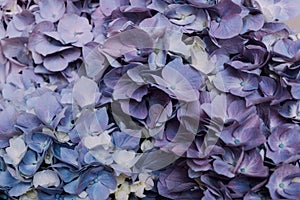 Beautiful pastel blue blooming hydrangea flowers, close up. Floral texture for background