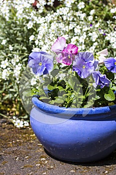 Beautiful pastel blue pansies growing in the garden