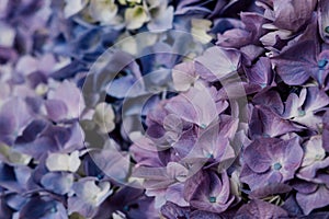 Beautiful pastel blue and purple hydrangea flowers in bloom, close up. Summer floral texture for background