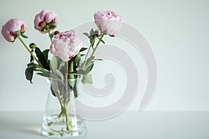 Beautiful pastel pink peonies bouquet in vase on white background