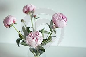 Beautiful pastel pink peonies bouquet in vase on white background