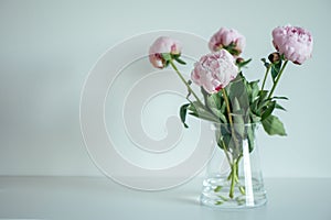 Beautiful pastel pink peonies in vase in minimalistic interior