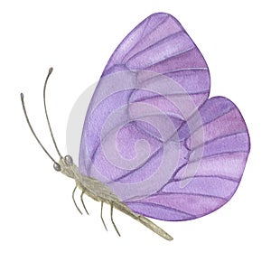 Beautiful pastel purple butterfly. Hand-drawn watercolor illustration isolated on white background. Can be used for card