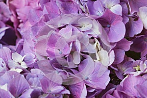 Beautiful pastel purple hydrangea flowers in bloom, close up. Flowery summer texture for background