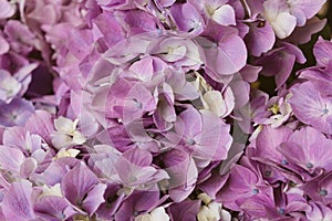 Beautiful pastel purple hydrangea flowers in bloom, close up. Flowery summer texture for background