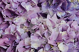 Beautiful pastel purple hydrangea flowers in bloom. Floral texture for background