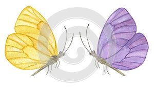 Beautiful pastel purple yellow butterfly. Hand-drawn watercolor illustration isolated on white background. Can be used