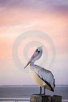 Beautiful pastel skies and serene lake with a single Australian pelican