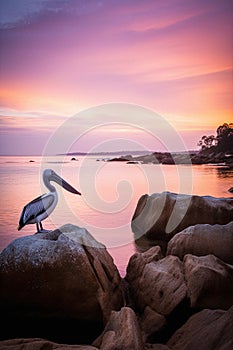 Beautiful pastel skies and serene lake with a single Australian pelican