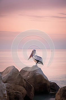 Beautiful pastel skies and serene lake with a single Australian pelican