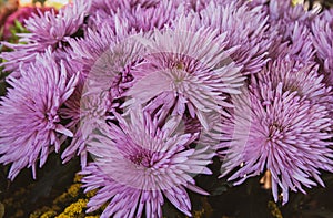 Beautiful pastel violet chrysanthemum flowers bouquet. Close-up.