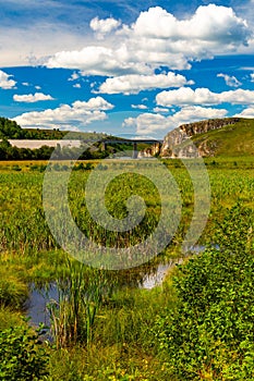 A beautiful pastoral landscape - tree with lush foliage on the shore of a swamp among meadows with green grass to the