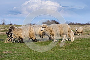 Beautiful pastoral  scenery in autumn, with a flock sheep grazing on a pasture by the river