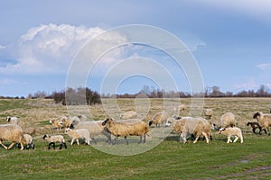 Beautiful pastoral  scenery in autumn, with a flock sheep grazing on a pasture by the river