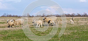 Beautiful pastoral  scenery in spring, with a flock sheep grazing on a pasture by the river