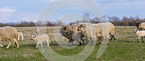 Beautiful pastoral  scenery in spring, with a flock sheep grazing on a pasture by the river