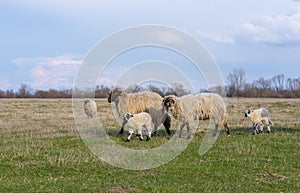 Beautiful pastoral  scenery in spring, with a flock sheep grazing on a pasture by the river