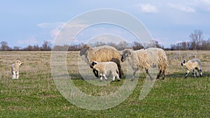 Beautiful pastoral  scenery in spring, with a flock sheep grazing on a pasture by the river