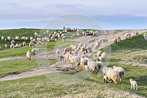 Beautiful pastoral  scenery in spring, with a flock sheep grazing on a pasture by the river