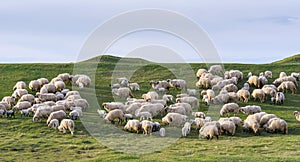 Beautiful pastoral  scenery in spring, with a flock sheep grazing on a pasture by the river