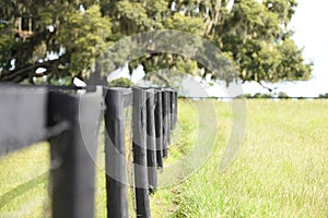 Beautiful pasture field with black fence and oak tree in the background