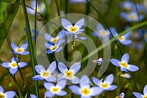 Beautiful Patch of Bluets Blooming Along the Blue Ridge Parkway