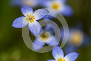 Beautiful Patch of Bluets Blooming Along the Blue Ridge Parkway