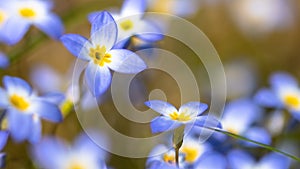 Beautiful Patch of Bluets Blooming Along the Blue Ridge Parkway